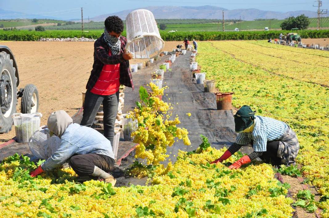Üzüm ihracatının yüzde 90'ı bu kentten yapılıyor: 103 ülkeye gönderiliyor! Üzümler serildi, ovadan renkli görüntüler... 2